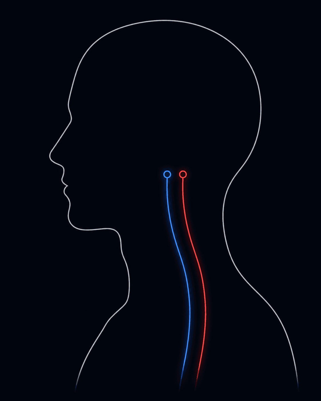 Simplified, non-diagnostic side-profile illustration of the neck showing the approximate airway pathway and lateral vascular zone